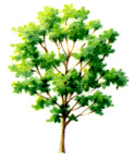 ash.jpg (20779 bytes)