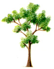 bmahogany.jpg (15374 bytes)